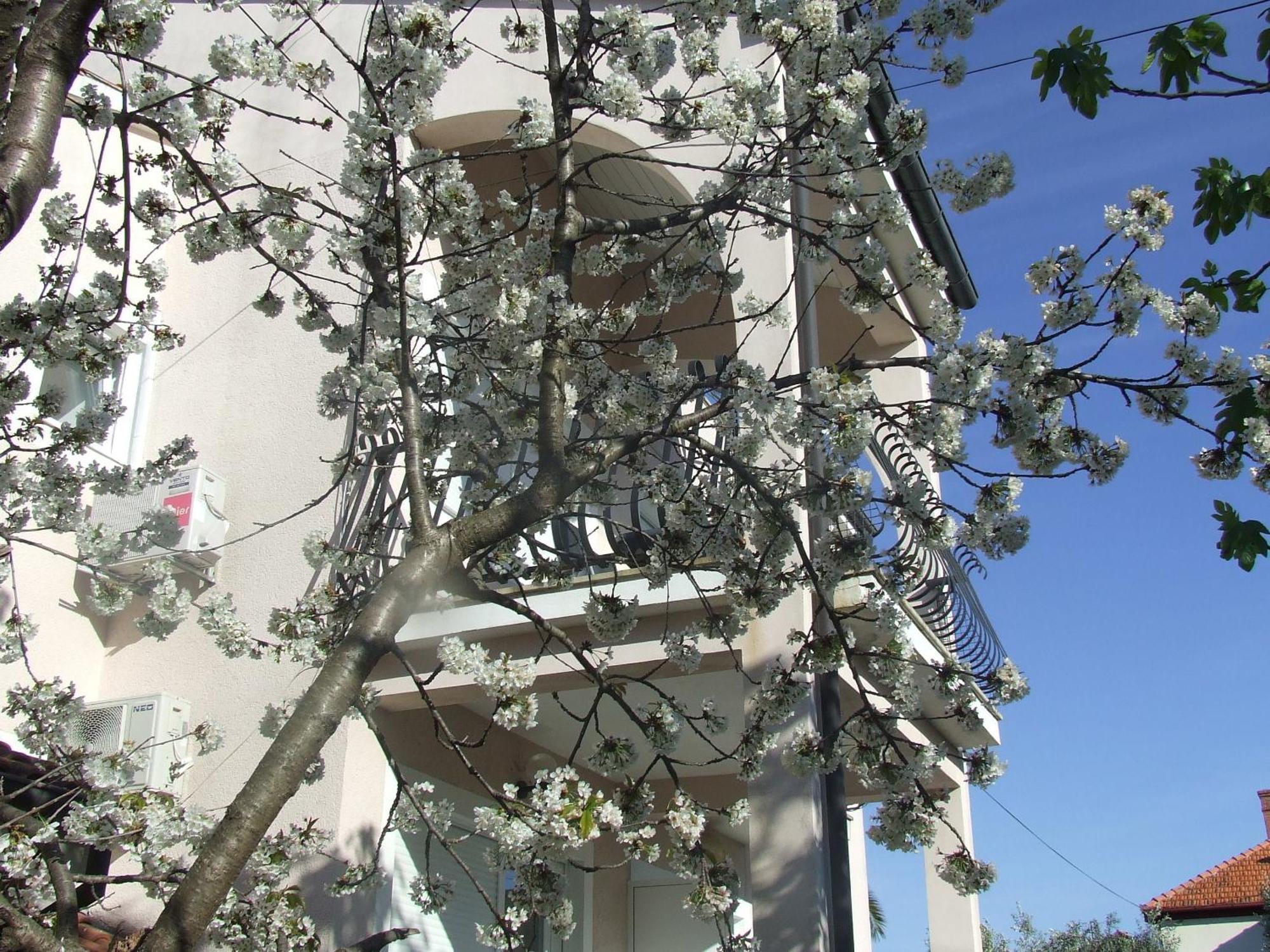 Villa Dalmatia Zadar Habitación foto